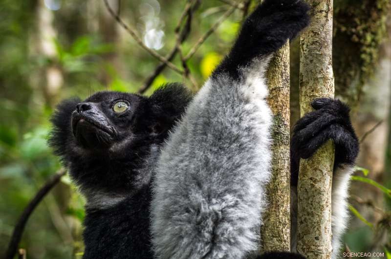 Sustainable Mining & Biodiversity: A Success Story in Madagascar
