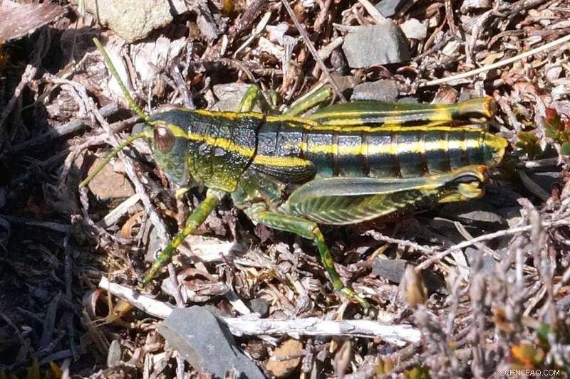 Alpine Grasshoppers Face Extinction Due to Climate Change