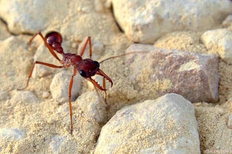 Bull Ant Venom Offers New Insights into Pain Treatment