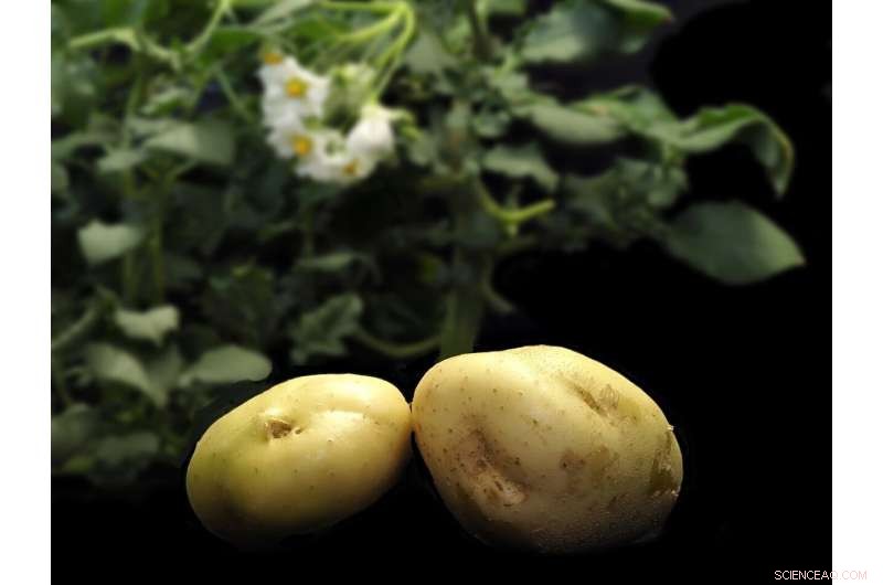 Potato Genome Reconstruction: Revolutionizing Breeding and Crop Improvement
