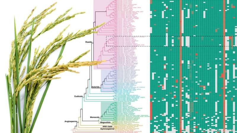 Hidden Gene Fragments in Plants: 1,000+ Mislabeled Micro-Exons Identified