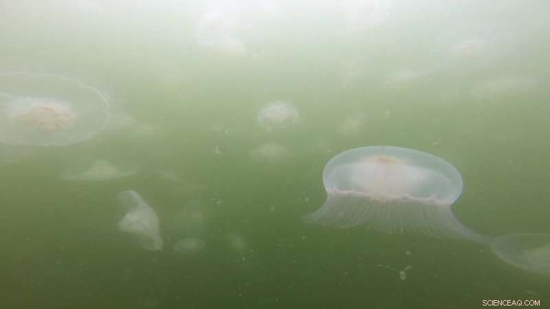 Moon Jelly Blooms in Puget Sound: Impact on Zooplankton Populations