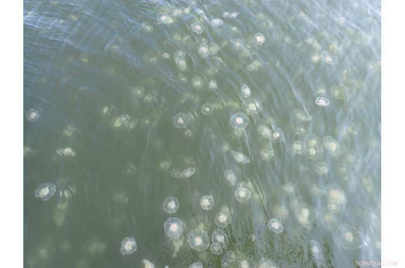 Moon Jelly Blooms in Puget Sound: Impact on Zooplankton Populations