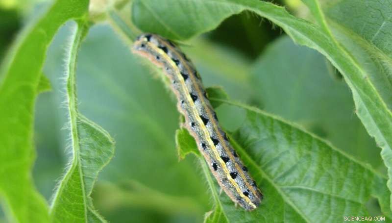 Innovative Technology Controls Fall Armyworm Using Genetically Modified Males