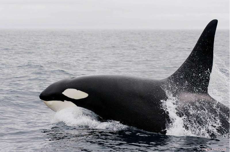 Southern Resident Orca Population: New Calf Born Amidst Pregnancy Losses
