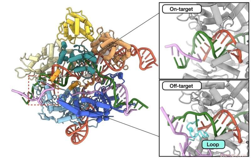 Redesigned Cas9 Protein Enhances Gene Editing Accuracy and Safety