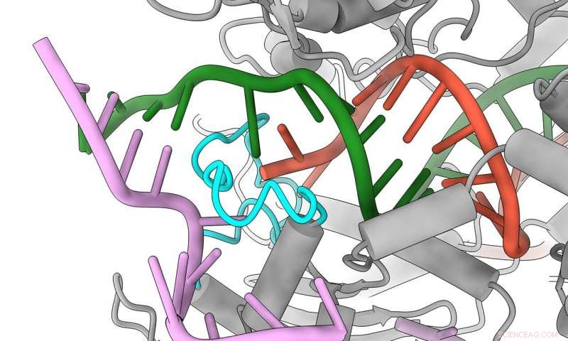 Redesigned Cas9 Protein Enhances Gene Editing Accuracy and Safety
