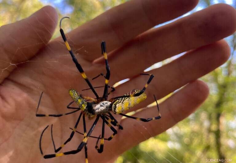 Joro Spider Invasion: East Coast Expansion & What You Need to Know