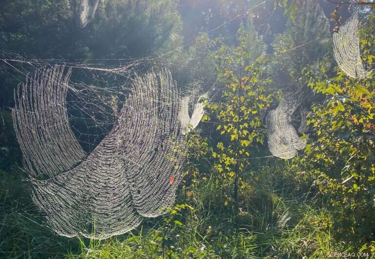 Joro Spider Invasion: East Coast Expansion & What You Need to Know