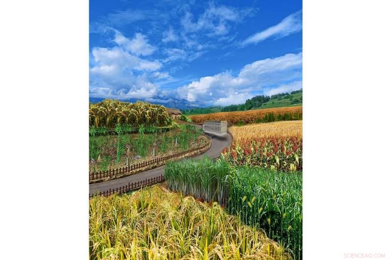 Grass Family Tree: Uncovering the Evolution of Key Crops