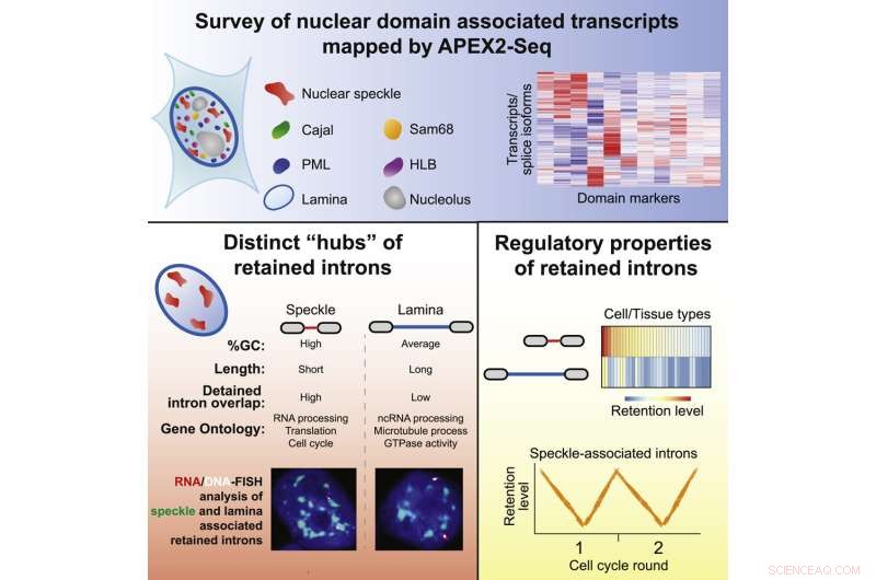 Mammalian Cell Nucleus: Unveiling Gene Regulation with RNA Mapping
