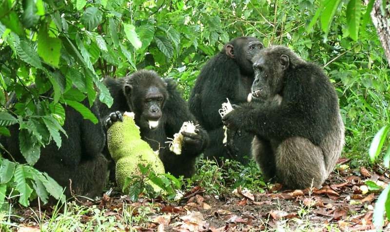 Chimpanzee Behavior: Understanding Human-Chimpanzee Avoidance