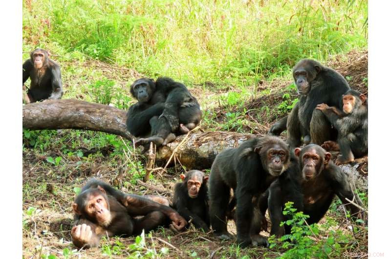 Chimpanzee Behavior: Understanding Human-Chimpanzee Avoidance