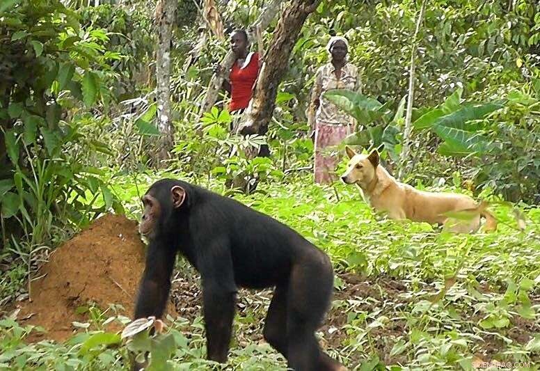 Chimpanzee Behavior: Understanding Human-Chimpanzee Avoidance