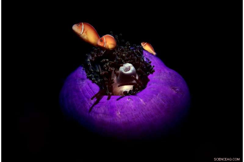 Decoding Underwater Sounds: How Fish Communication Helps Conserve Ecosystems