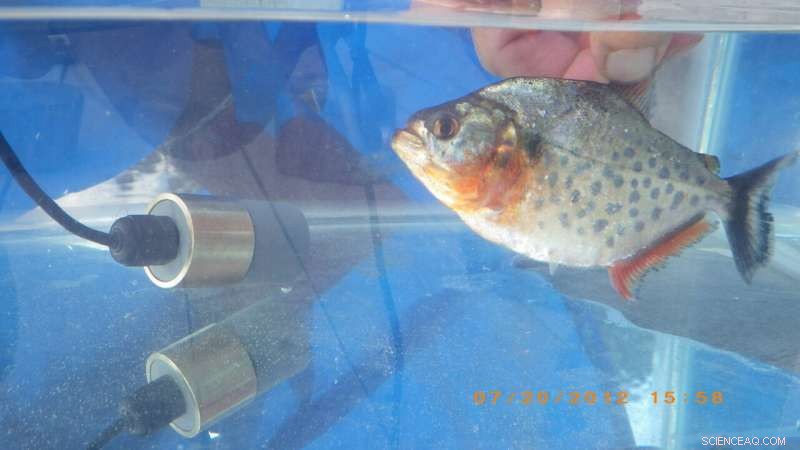 Decoding Underwater Sounds: How Fish Communication Helps Conserve Ecosystems