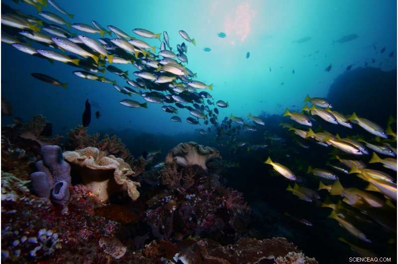 Decoding Underwater Sounds: How Fish Communication Helps Conserve Ecosystems