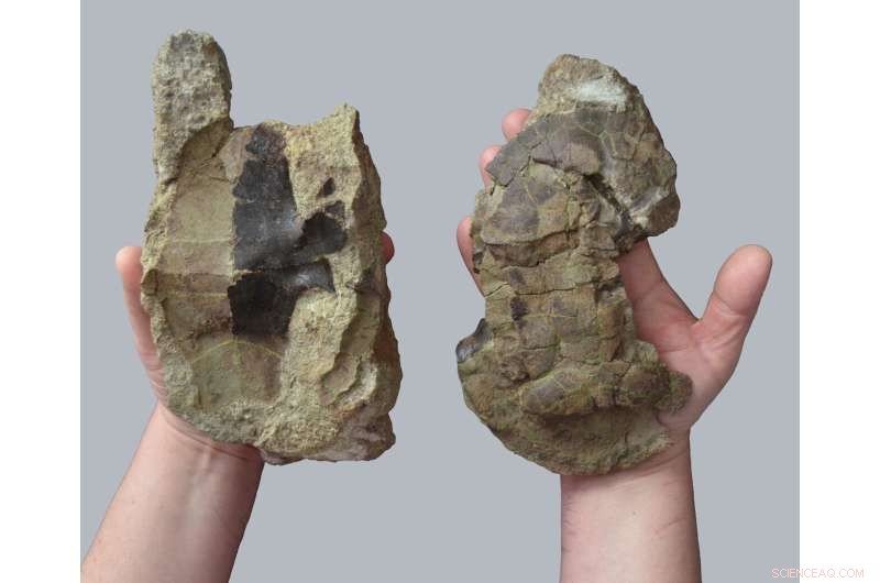 Newly Discovered Turtle Species Survived the Dinosaur Extinction