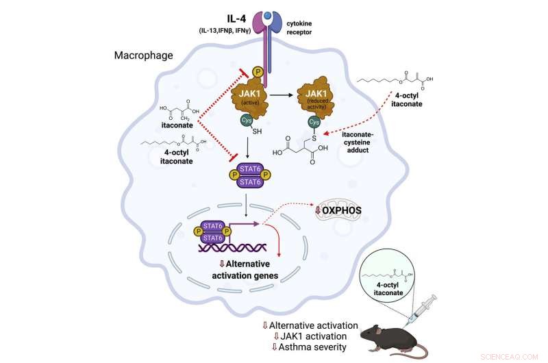 Novel Asthma Therapy Target Identified by Trinity Researchers