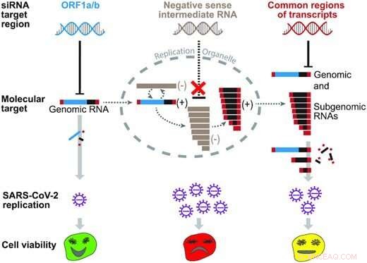 Enzyme-Based Therapy Effectively Targets and Destroys SARS-CoV-2 RNA