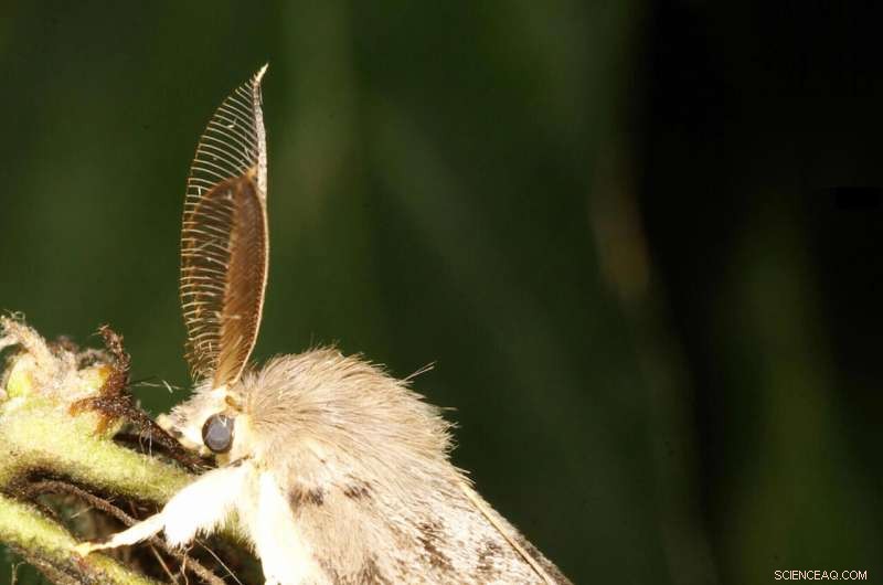 Lymantria dispar Now Known as the Spongy Moth: Official Common Name Change