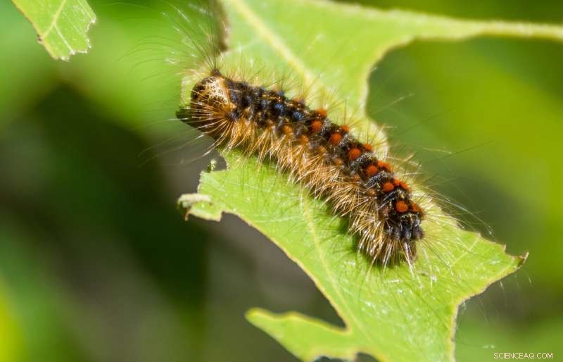 Lymantria dispar Now Known as the Spongy Moth: Official Common Name Change