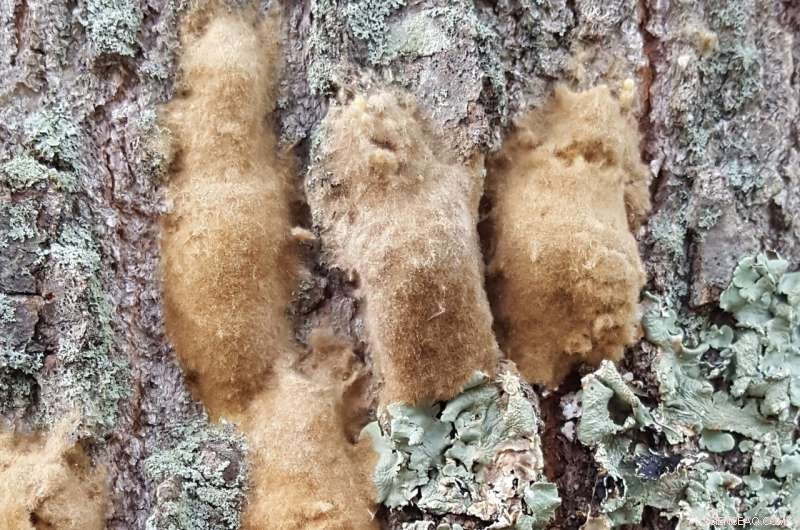 Lymantria dispar Now Known as the Spongy Moth: Official Common Name Change