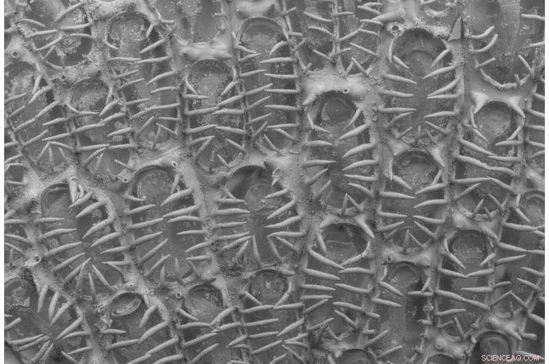 Plastic Pollution Facilitates Invasive Species Spread in Marine Environments