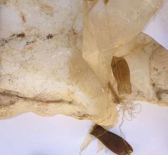 Plastic Pollution Facilitates Invasive Species Spread in Marine Environments