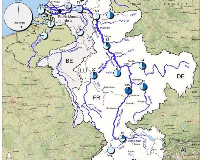 Netherlands Key to Sturgeon Conservation: New Research Reveals Critical Role