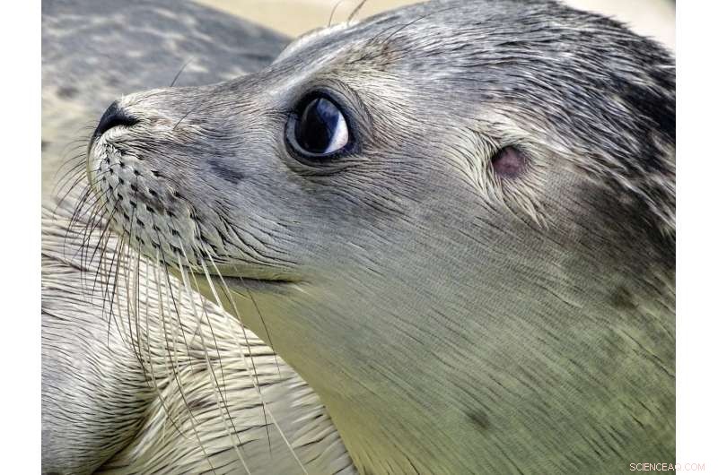 Arctic Seal Teeth Reveal Decades of Climate Change Impacts in the Barents Sea