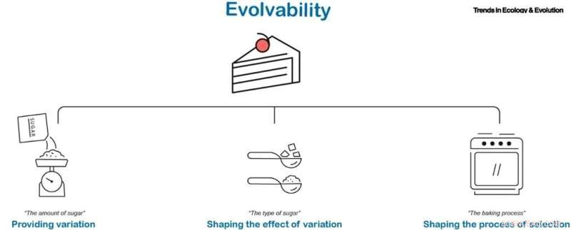 Understanding Evolvability: Key Mechanisms & Organismal Features