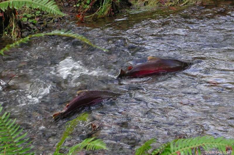 6PPD-quinone: Tire Pollutant Linked to Trout Toxicity, Not Just Salmon
