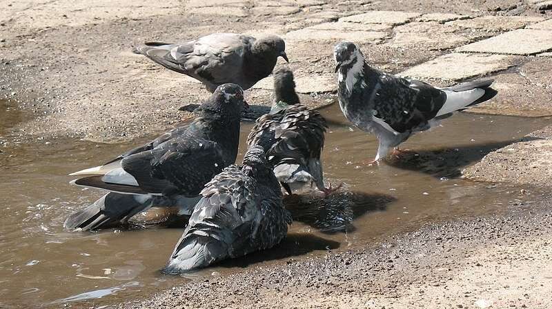 São Paulo Pigeon Die-Off: Virus Identified as Cause of High Mortality