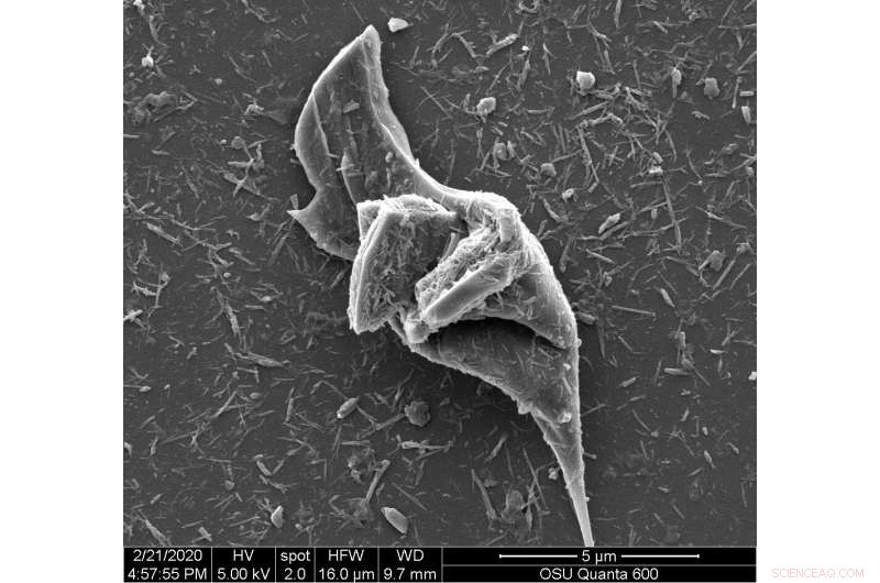 Tire Particles Harm Freshwater & Estuary Life: New Research