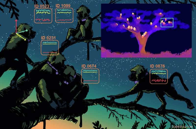Tracking Baboon Sleep Patterns with Accelerometers