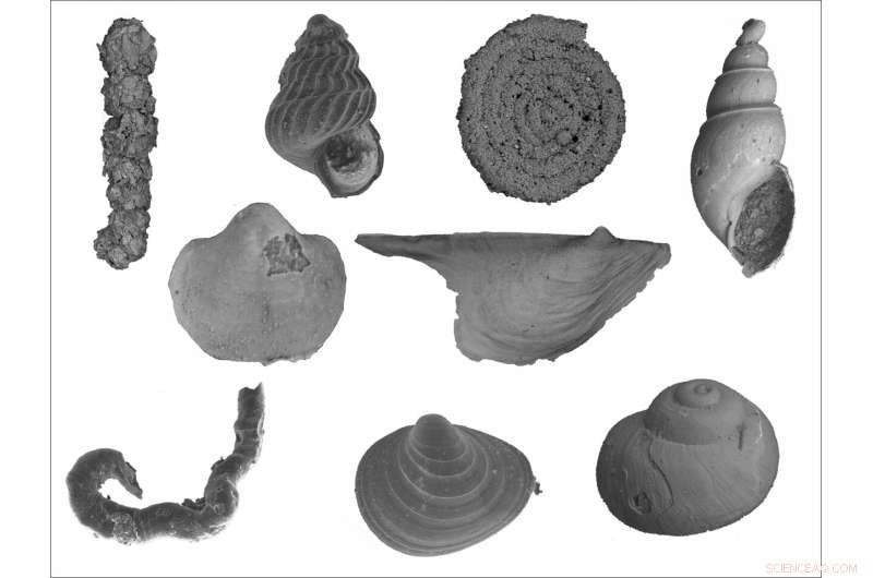 Understanding the End-Permian Extinction: Key Factors & Causes