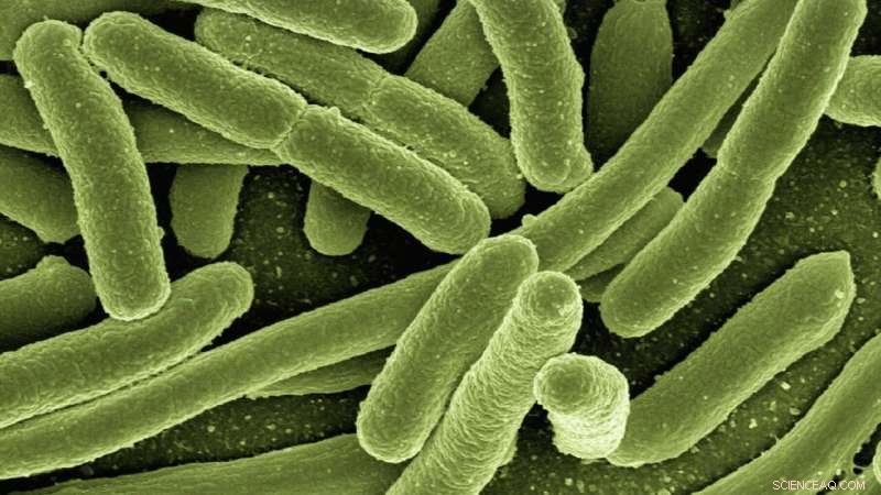 E. coli Evolution: From Harmless Bacteria to Pandemic Threat
