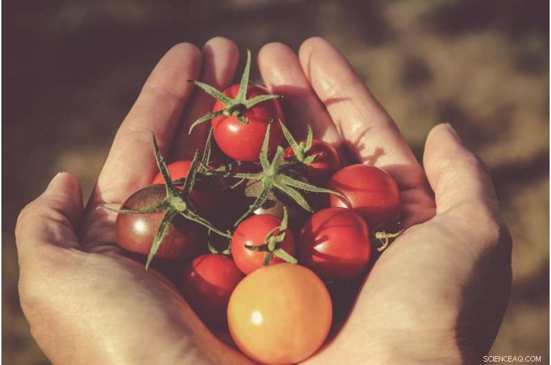 The History of Tomato Domestication: From Ancient Americas to Your Table