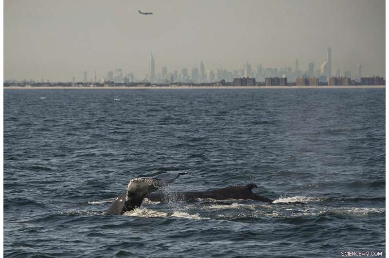Detecting Marine Life with Water DNA: A New Frontier in Wildlife Monitoring