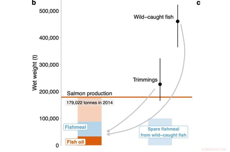 Sustainable Seafood: Can Small Fish Replace Farmed Salmon?