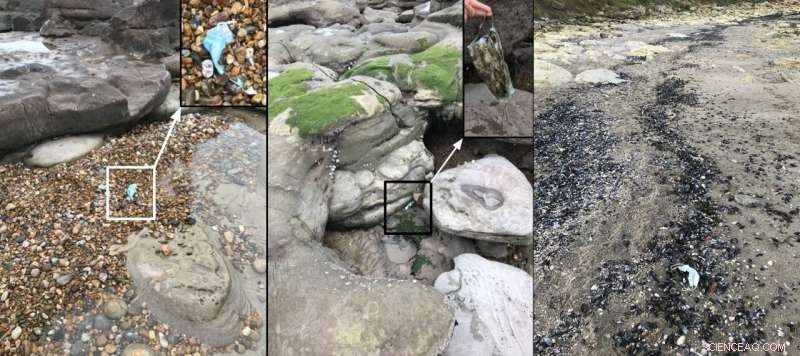 Plastic Pollution: The Impact of Disposable Face Masks on Marine Life