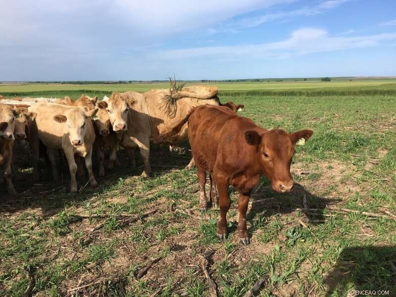 Cover Crops for Dry Areas: Benefits & Soil Health