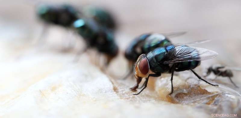 Forensic Entomology: Using Insects to Solve Crimes