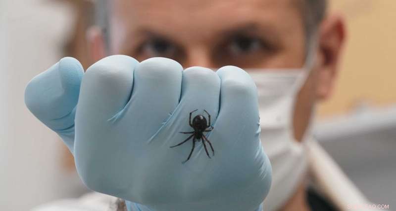 Noble False Widow Spider Predates on Bats in UK Attic – New Research