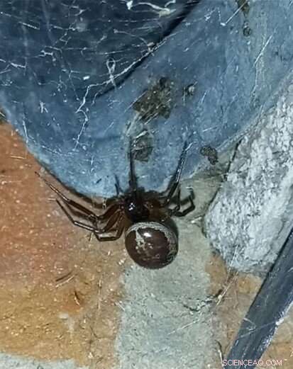 Noble False Widow Spider Predates on Bats in UK Attic – New Research