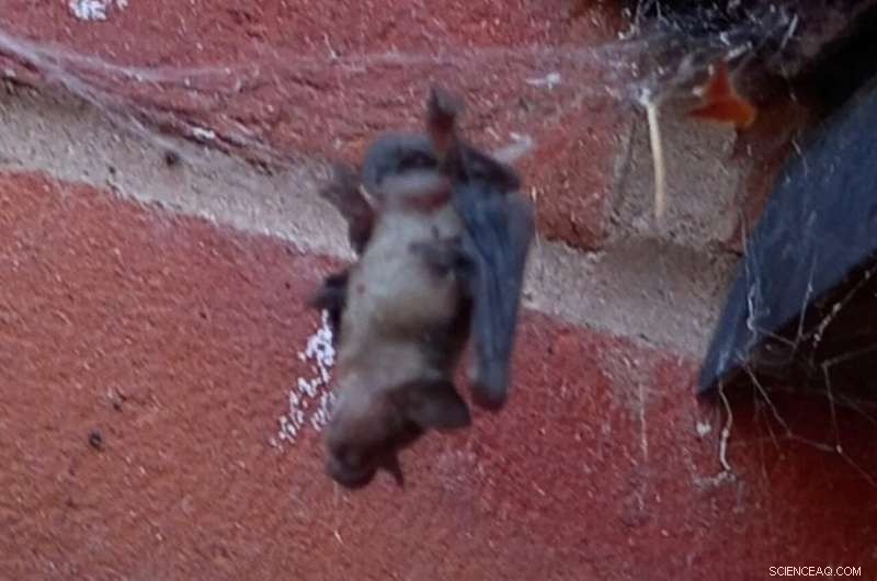 Noble False Widow Spider Predates on Bats in UK Attic – New Research