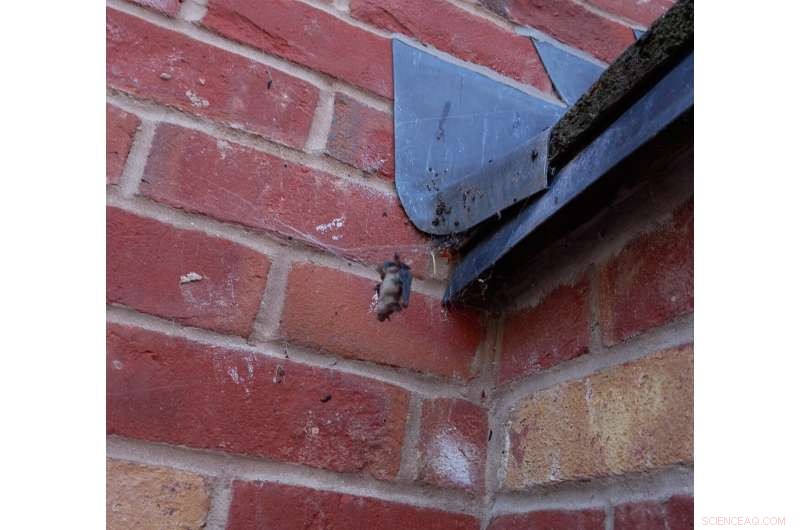 Noble False Widow Spider Predates on Bats in UK Attic – New Research