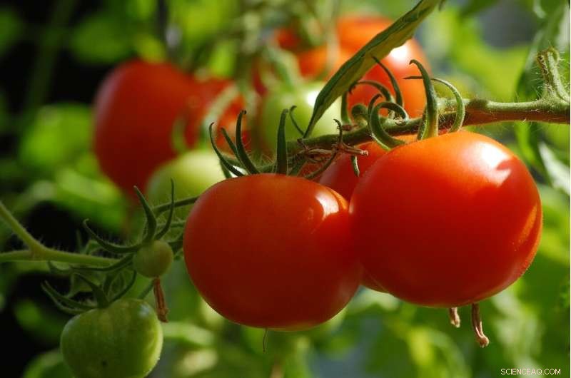 Gene Discovery Reveals Cause of Male Sterility in Tomato Plants