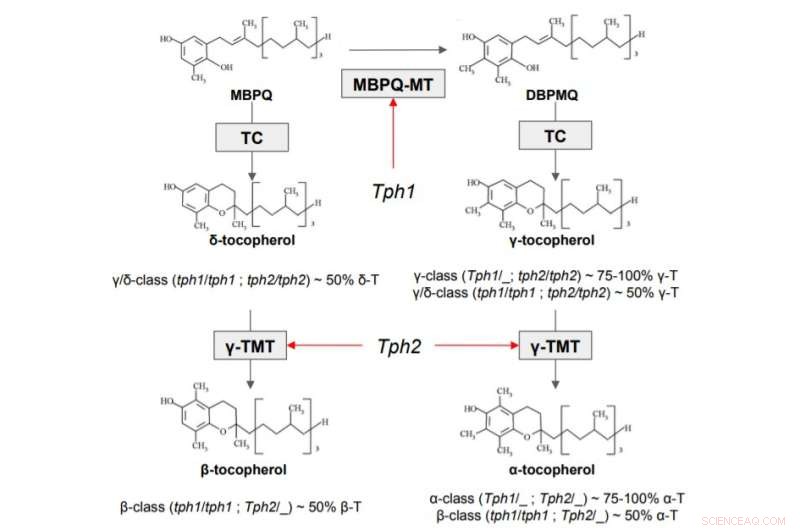 Genetic Markers for Seed Oil Quality: A Scientific Breakthrough